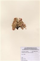 藏品(北方赤盾藻)的圖片